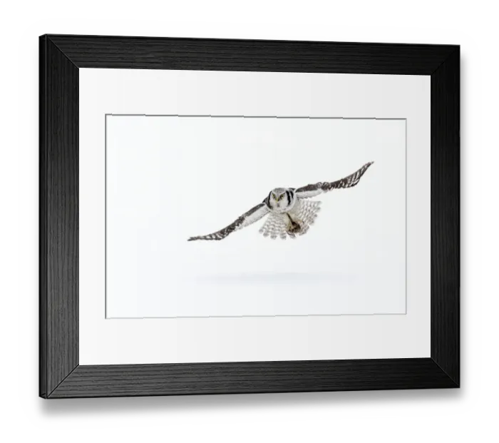Framed Print : RF- Hawk owl (Surnia ulula) in flight, Finland. March