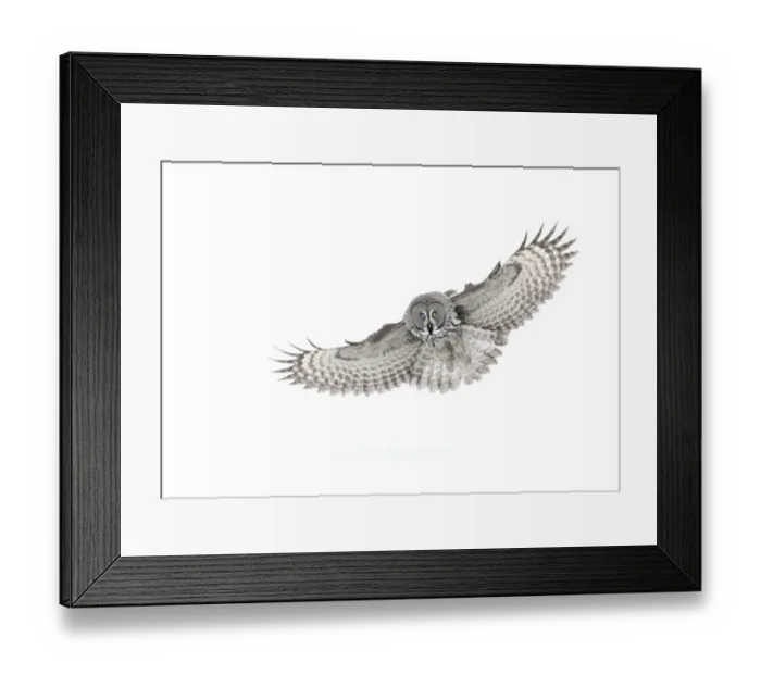 Framed Print : RF- Great grey owl (Strix nebulosa) in flight, Finland, March Framed Print : RF- Great grey owl (Strix nebulosa) in flight, Finland, March