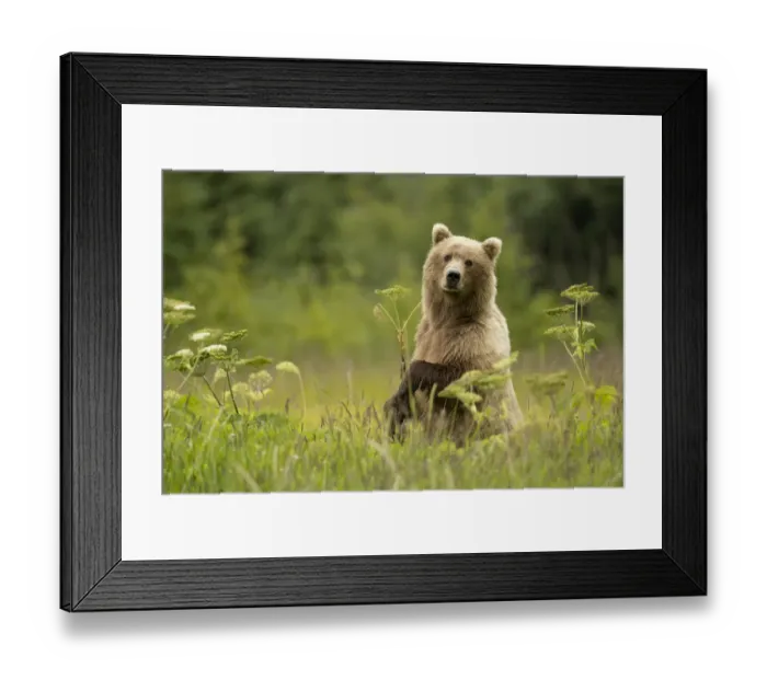 Framed Print : Coastal brown bear (Ursus arctos) female in a meadow, cubs nearby, Lake Clarke National Park Framed Print : Coastal brown bear (Ursus arctos) female in a meadow, cubs nearby, Lake Clarke National Park