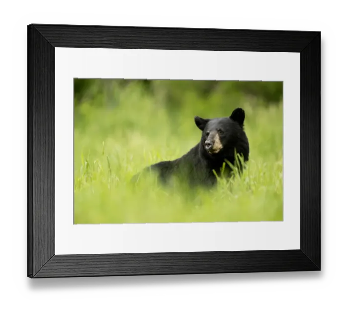 Framed Print : Black bear (Ursus americanus) male resting in grass meadow, Minnesota, USA, June Framed Print : Black bear (Ursus americanus) male resting in grass meadow, Minnesota, USA, June