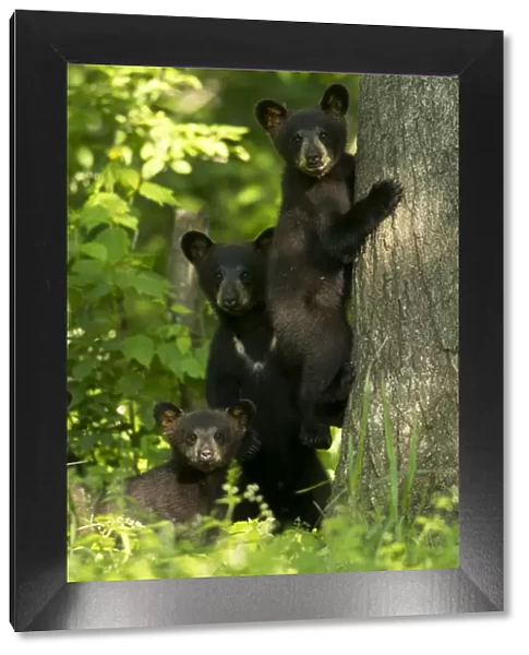 Black bears (Ursus americanus) three cubs, one climbing, Minnesota, USA, June