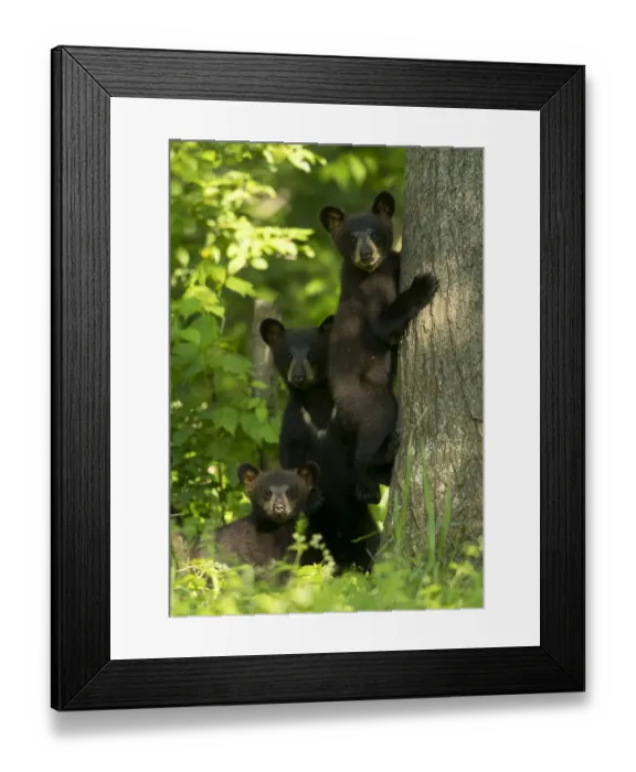 Framed Print : Black bears (Ursus americanus) three cubs, one climbing, Minnesota, USA, June Framed Print : Black bears (Ursus americanus) three cubs, one climbing, Minnesota, USA, June