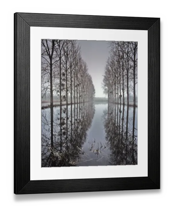 Framed Print : Two rows of poplar (Populus sp. ) trees relected in in flood water, during the floods Framed Print : Two rows of poplar (Populus sp. ) trees relected in in flood water, during the floods
