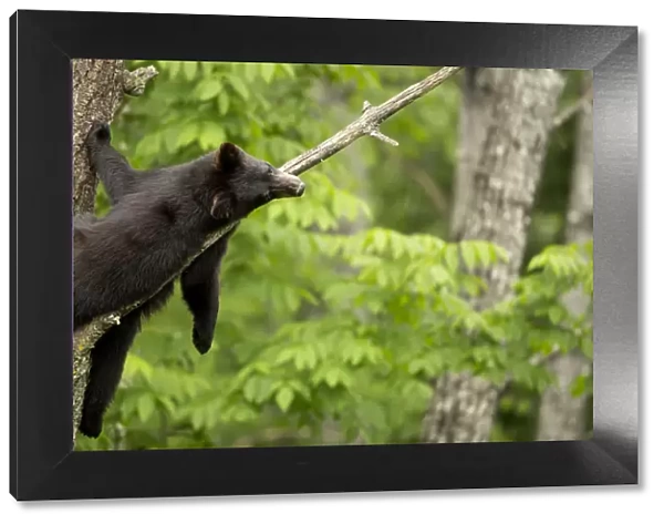 Black bear (Ursus americanus) cub resting in a tree, Minnesota, USA, June