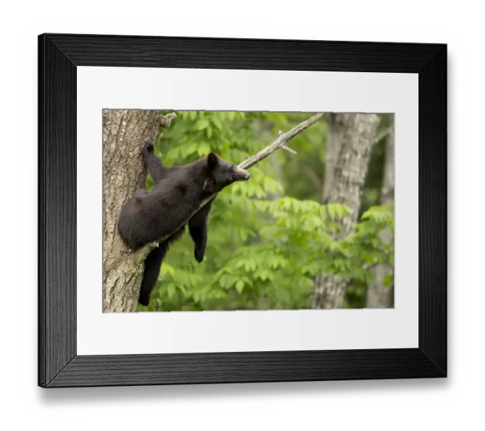 Framed Print : Black bear (Ursus americanus) cub resting in a tree, Minnesota, USA, June Framed Print : Black bear (Ursus americanus) cub resting in a tree, Minnesota, USA, June