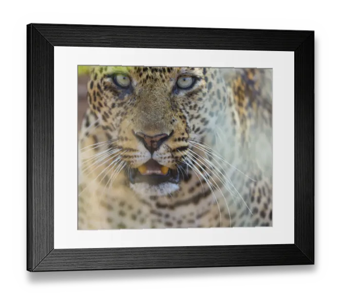 Framed Print : Leopard (Panthera pardus) portrait, Samburu National Reserve, Kenya Framed Print : Leopard (Panthera pardus) portrait, Samburu National Reserve, Kenya