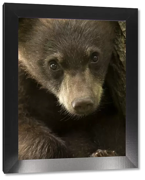 Black Bear (Ursus americanus) cub, close up portrait, Minnesota, USA, June