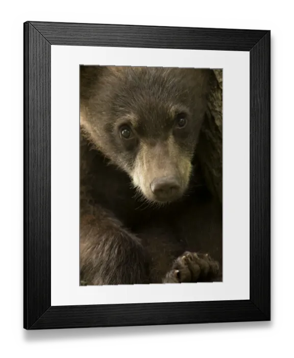 Framed Print : Black Bear (Ursus americanus) cub, close up portrait, Minnesota, USA, June Framed Print : Black Bear (Ursus americanus) cub, close up portrait, Minnesota, USA, June