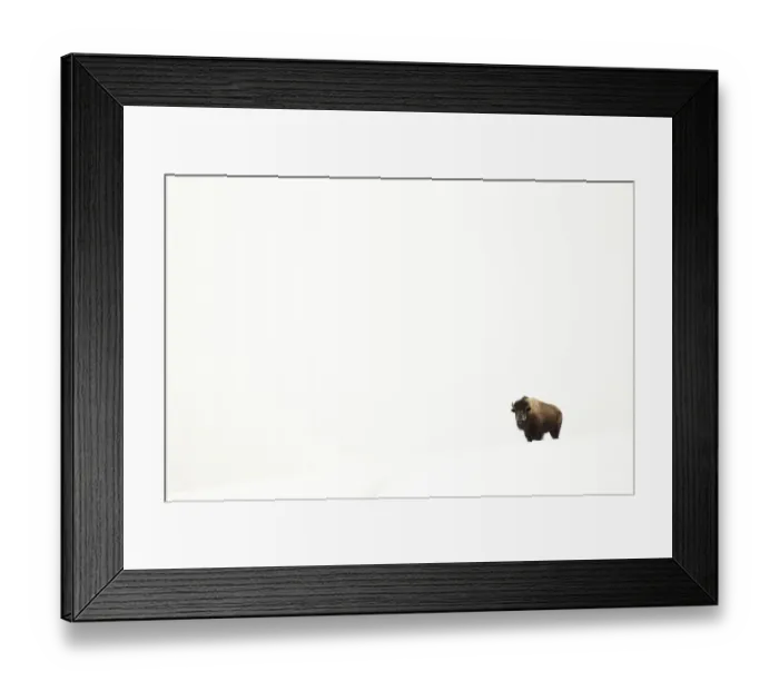 Framed Print : Bison (Bison bison) single animal in snow, Yellowstone National Park, Wyoming, USA Framed Print : Bison (Bison bison) single animal in snow, Yellowstone National Park, Wyoming, USA