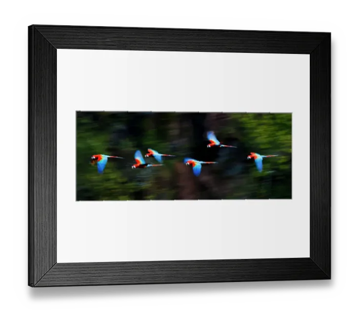 Framed Print : Group of Red-and-Green Macaws or Green-winged Macaws (Ara chloropterus) in flight over forest canopy. Chapada dos Guimaraes, Brazil Framed Print : Group of Red-and-Green Macaws or Green-winged Macaws (Ara chloropterus) in flight over forest canopy. Chapada dos Guimaraes, Brazil