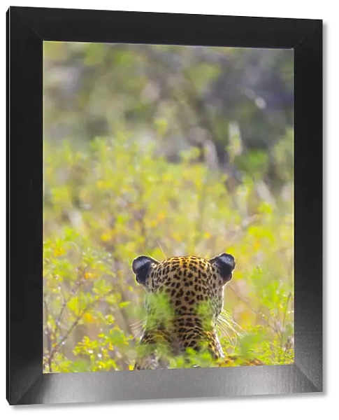 Leopard (Panthera pardus) back of head, Samburu National Reserve, Kenya
