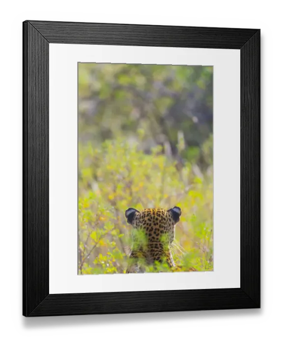 Framed Print : Leopard (Panthera pardus) back of head, Samburu National Reserve, Kenya Framed Print : Leopard (Panthera pardus) back of head, Samburu National Reserve, Kenya