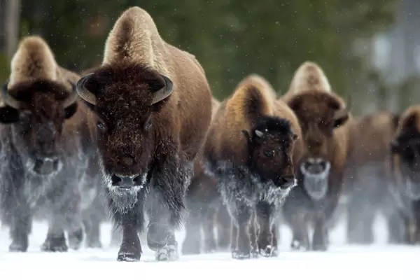 Bison (Bison bison) herd walking in snow, Yellowstone National Park, Wyoming, USA