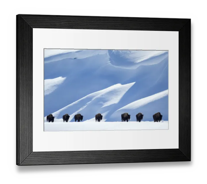 Framed Print : Bison (Bison bison) herd walking in line in snow, Yellowstone National Park, Wyoming Framed Print : Bison (Bison bison) herd walking in line in snow, Yellowstone National Park, Wyoming