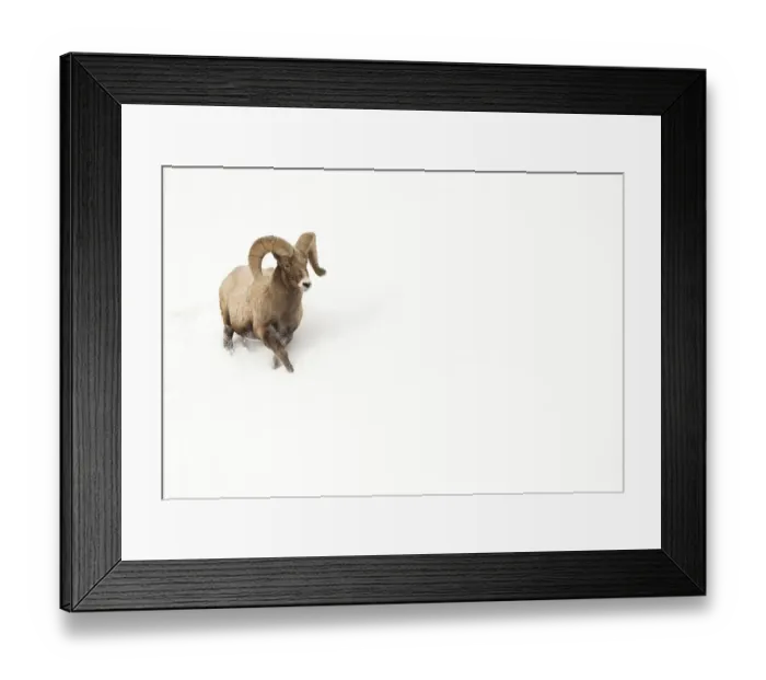 Framed Print : Bighorn sheep (Ovis canadensis) male ram walking in the snow, Yellowstone National Park