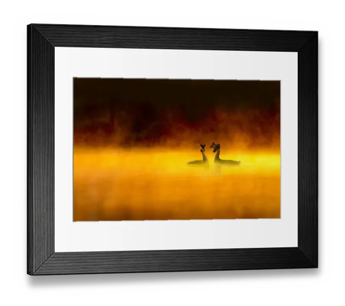 Framed Print : Great crested grebe (Podiceps cristatus) pair performing courtship display at dawn Framed Print : Great crested grebe (Podiceps cristatus) pair performing courtship display at dawn