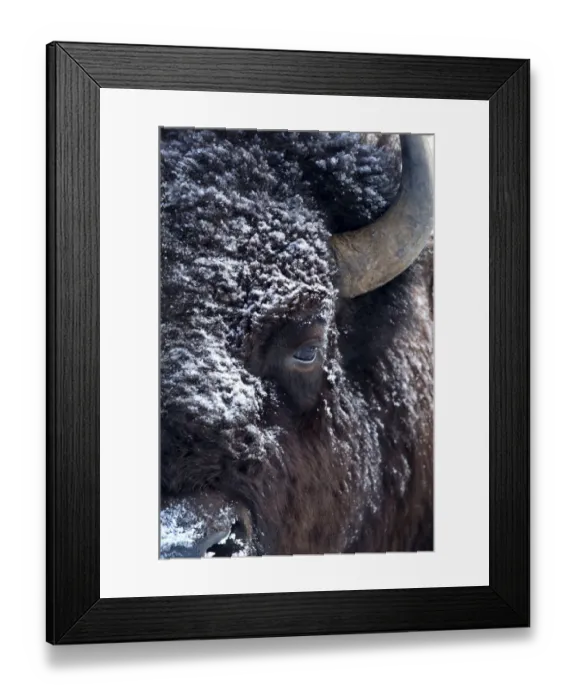 Framed Print : Bison (Bison bison) close up head portrait with snow on fur, Yellowstone National Park