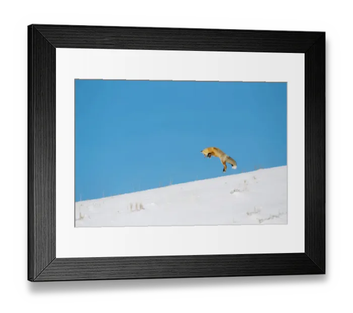 Framed Print : Red fox (Vulpes vulpes) hunting by pouncing onto prey through snow, Yellowstone National Park Framed Print : Red fox (Vulpes vulpes) hunting by pouncing onto prey through snow, Yellowstone National Park