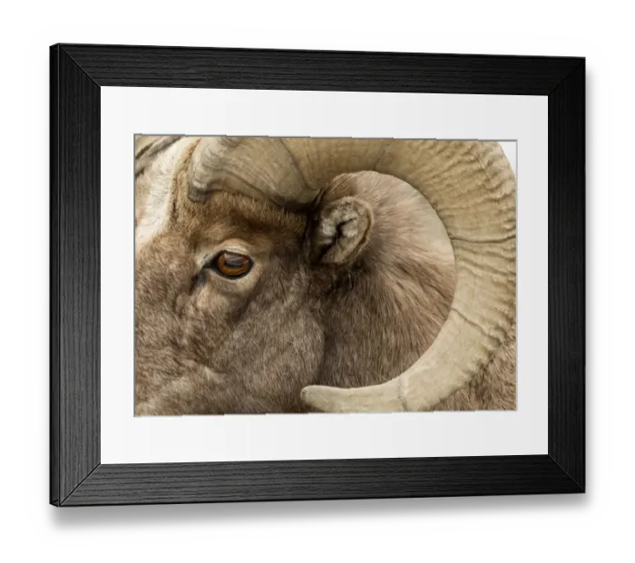 Framed Print : Bighorn sheep (Ovis canadensis) close up rams head shot, Yellowstone National Park Framed Print : Bighorn sheep (Ovis canadensis) close up rams head shot, Yellowstone National Park