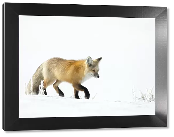 Red fox (Vulpes vulpes) walking in snow, Yellowstone National Park, USA, February