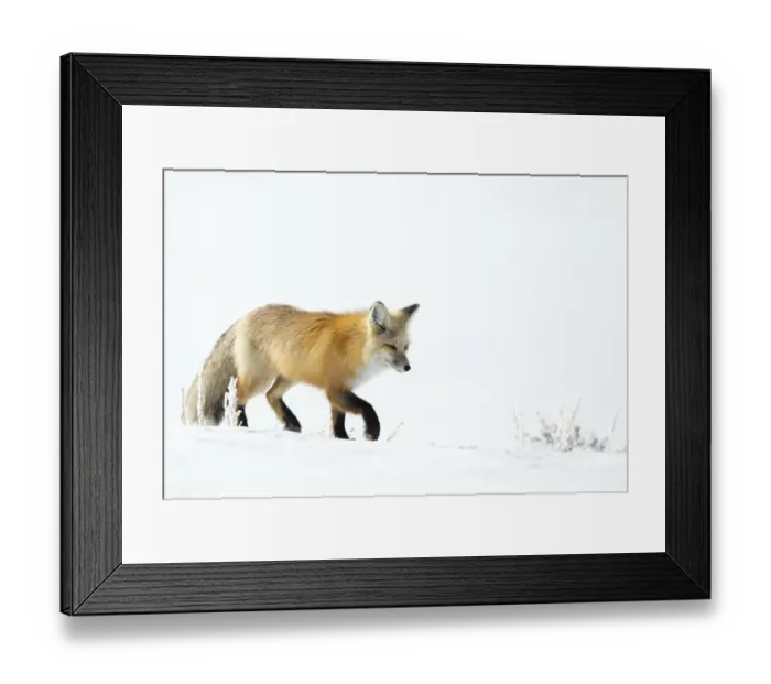 Framed Print : Red fox (Vulpes vulpes) walking in snow, Yellowstone National Park, USA, February Framed Print : Red fox (Vulpes vulpes) walking in snow, Yellowstone National Park, USA, February