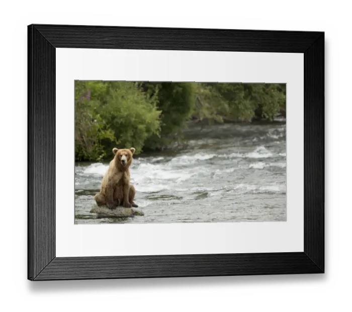 Framed Print : Grizzly bear (Ursus arctos) fishing in the rapids, Brooks falls in Katmai National Park Framed Print : Grizzly bear (Ursus arctos) fishing in the rapids, Brooks falls in Katmai National Park