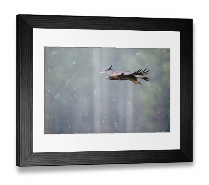 Framed Print : Golden eagle (Aquila chrysaetos) in flight through heavy snow, Czech Republic Framed Print : Golden eagle (Aquila chrysaetos) in flight through heavy snow, Czech Republic