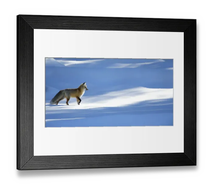 Framed Print : RF - Red fox (Vulpes vulpes) in dappled light on snow, Yellowstone National Park, USA Framed Print : RF - Red fox (Vulpes vulpes) in dappled light on snow, Yellowstone National Park, USA