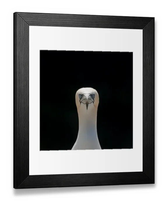 Framed Print : Gannet (Morus bassanus) adult portrait. Shetland Islands, Scotland, UK, September Framed Print : Gannet (Morus bassanus) adult portrait. Shetland Islands, Scotland, UK, September