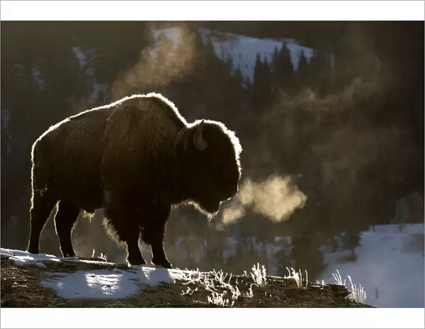 RF - Bison (Bison bison) breathing in the cold air, Yellowstone National Park, USA