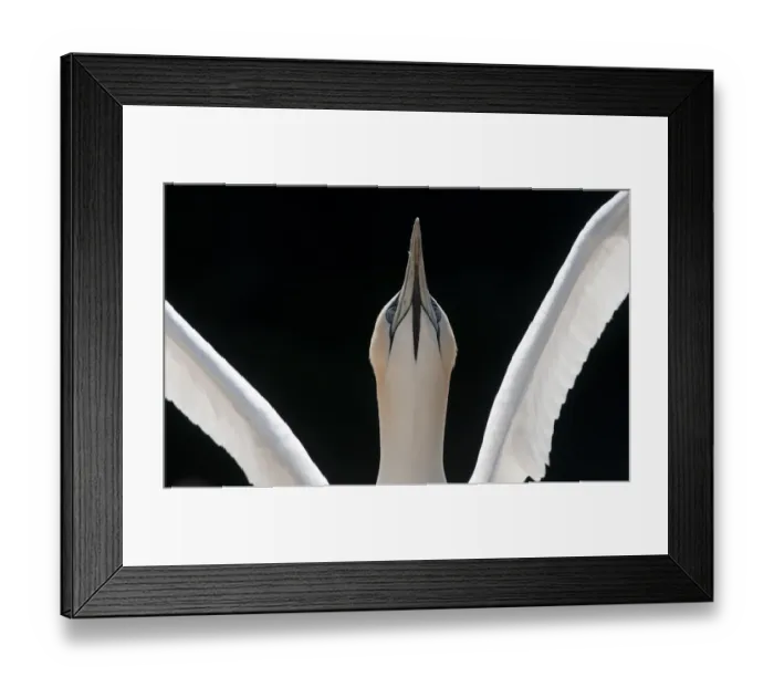 Framed Print : Gannet (Morus bassanus) adult wing stretching and looking up, Shetland Islands, Scotland Framed Print : Gannet (Morus bassanus) adult wing stretching and looking up, Shetland Islands, Scotland