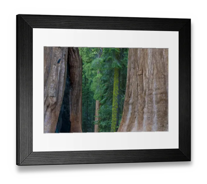Framed Print : Giant Sequoia (Sequoiadendron giganteum) in Sequoia National Park, California, USA Framed Print : Giant Sequoia (Sequoiadendron giganteum) in Sequoia National Park, California, USA