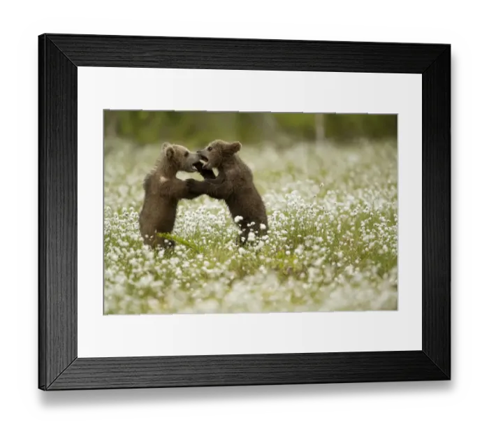 Framed Print : Brown Bear (Ursus arctos) cubs play fighting amongst cotton grass, Finland, June Framed Print : Brown Bear (Ursus arctos) cubs play fighting amongst cotton grass, Finland, June