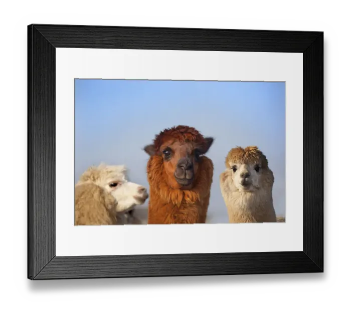 Framed Print : Alpaca Herd on Norfolk Farm, winter Framed Print : Alpaca Herd on Norfolk Farm, winter