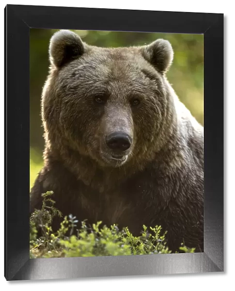 Brown Bear (Ursus arctos) adult portait, Finland, June