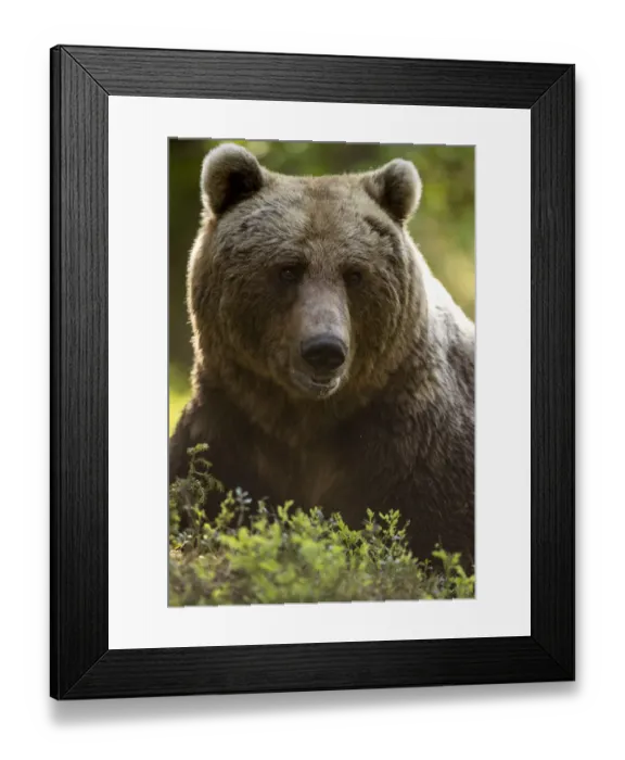 Framed Print : Brown Bear (Ursus arctos) adult portait, Finland, June Framed Print : Brown Bear (Ursus arctos) adult portait, Finland, June