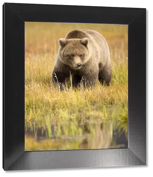 Grizzly Bear (Ursus arctos) portrait, Lake Clarke National Park, Alaska, September