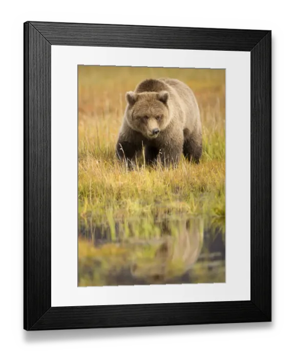Framed Print : Grizzly Bear (Ursus arctos) portrait, Lake Clarke National Park, Alaska, September Framed Print : Grizzly Bear (Ursus arctos) portrait, Lake Clarke National Park, Alaska, September