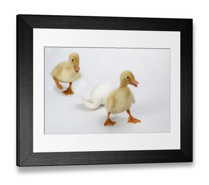 Framed Print : Newly hatched ducklings with eggs Framed Print : Newly hatched ducklings with eggs