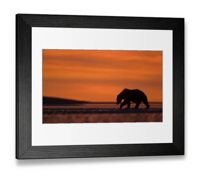 Framed Print : Grizzly Bear (Ursus arctos) silhouetted at dawn, Lake Clarke National Park, Alaska Framed Print : Grizzly Bear (Ursus arctos) silhouetted at dawn, Lake Clarke National Park, Alaska