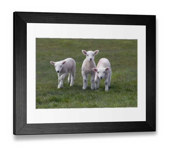 Framed Print : Spring lambs in meadow, UK, April Framed Print : Spring lambs in meadow, UK, April