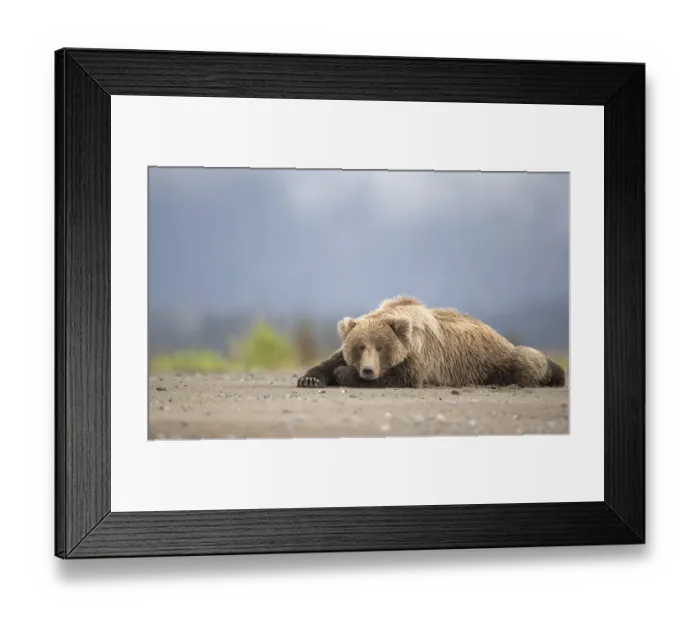 Framed Print : Grizzly Bear (Ursus arctos) asleep, Lake Clarke National Park, Alaska, September Framed Print : Grizzly Bear (Ursus arctos) asleep, Lake Clarke National Park, Alaska, September