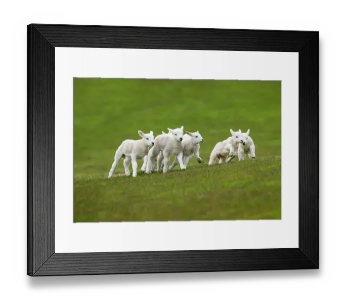 Framed Print : Lambs in meadow in spring, UK, April Framed Print : Lambs in meadow in spring, UK, April