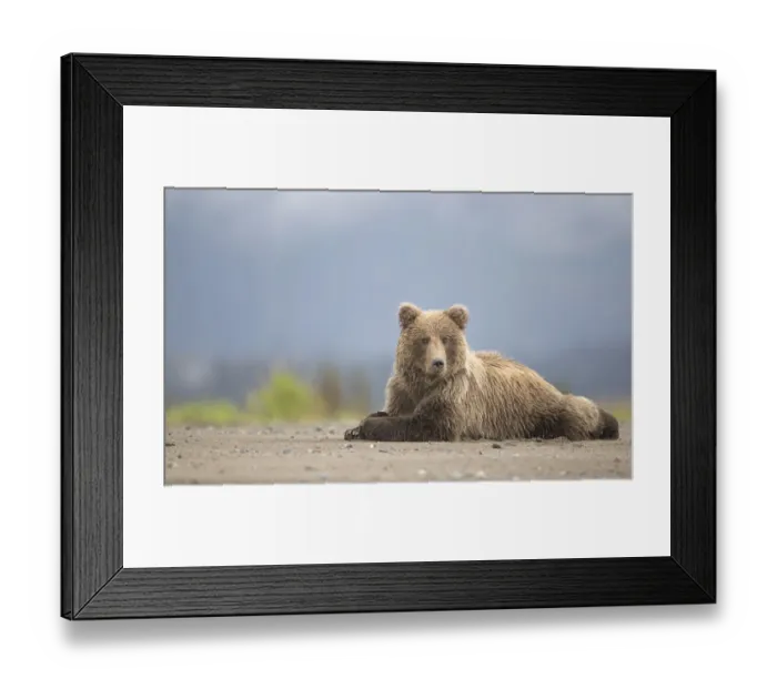 Framed Print : Grizzly Bears (Ursus arctos) resting, Lake Clarke National Park, Alaska, September Framed Print : Grizzly Bears (Ursus arctos) resting, Lake Clarke National Park, Alaska, September