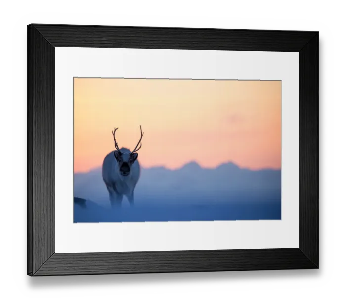 Framed Print : Reindeer (Rangifer tarandus) on a snowy ridge, Svalbard, Norway, April Framed Print : Reindeer (Rangifer tarandus) on a snowy ridge, Svalbard, Norway, April