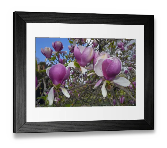 Framed Print : Magnolia Rustica rubra in flower in garden, UK, May Framed Print : Magnolia Rustica rubra in flower in garden, UK, May