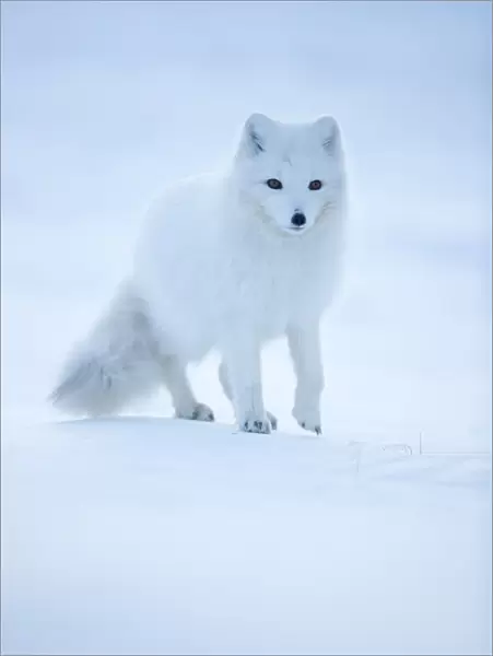 Arctic Fox (Vulpes lagopus) portrait in winter coat, Svalbard, Norway, April