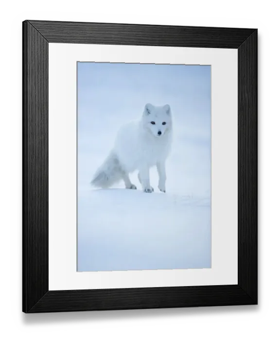 Framed Print : Arctic Fox (Vulpes lagopus) portrait in winter coat, Svalbard, Norway, April Framed Print : Arctic Fox (Vulpes lagopus) portrait in winter coat, Svalbard, Norway, April