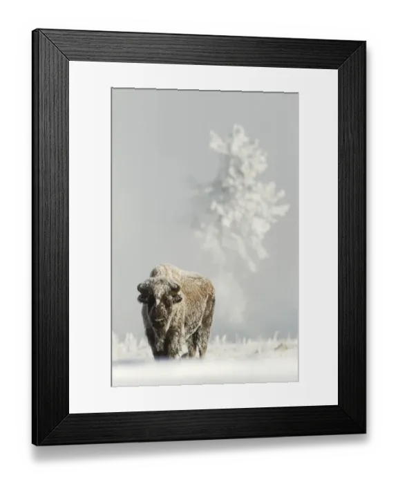 Framed Print : Bison (Bison bison) on frost covered ground, Yellowstone National Park, USA, February Framed Print : Bison (Bison bison) on frost covered ground, Yellowstone National Park, USA, February