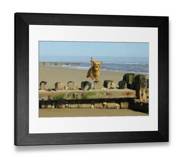 Framed Print : Yellow Labrador jumping breakwater, Norfolk. April Framed Print : Yellow Labrador jumping breakwater, Norfolk. April
